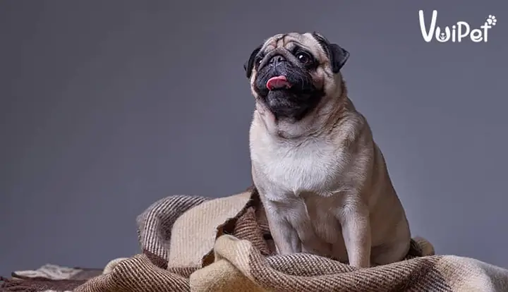 Chó Pug (chó Mặt Xệ)