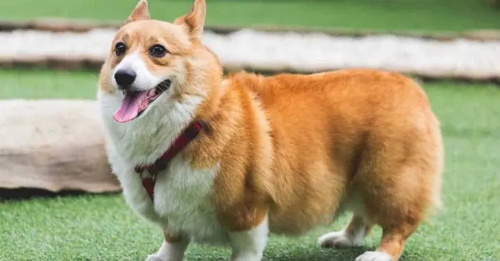 Chó Corgi Chó Corgi