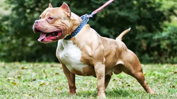 1chó Pitbull – Chó Chiến Binh