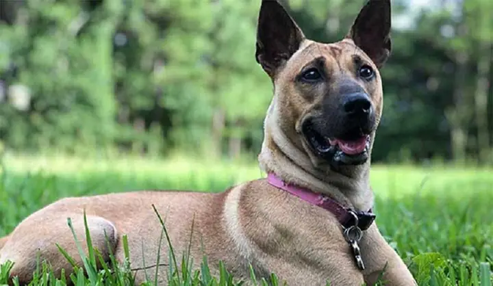 Chó Phú Quốc Chó Phú Quốc