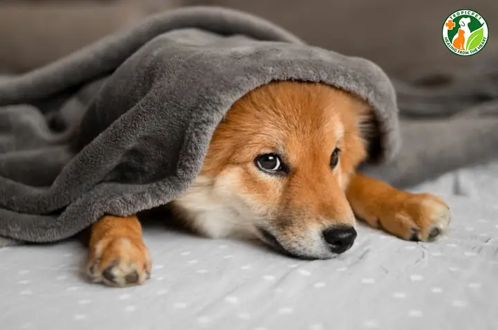 Chăm Sóc Sức Khoẻ