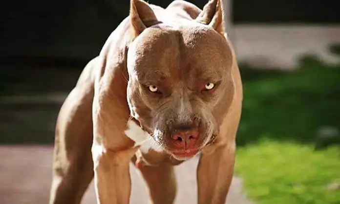 Điểm Danh Các Giống Chó Dữ Ở Việt Nam Hiện Nay