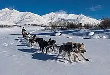 Các Giống Chó Kéo Xe