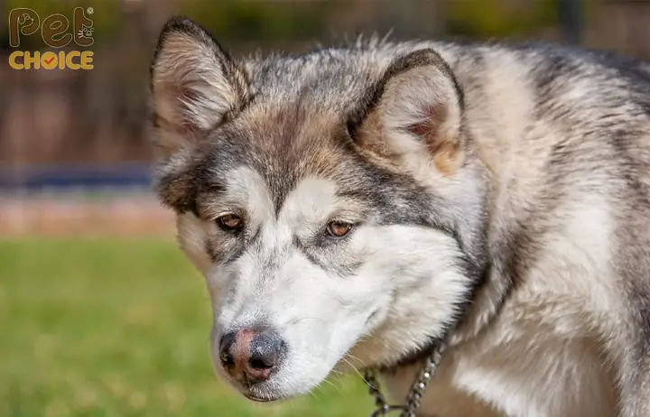 Các Giống Chó Lai Sói: Tổng Quan Về Loài Vật Hoang Dã Và Nuôi Nhốt