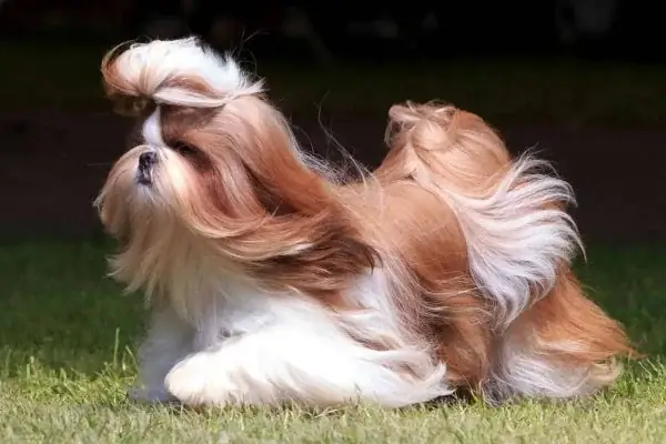 Chó Shih Tzu