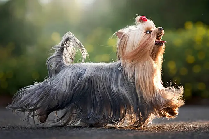 Chó Sục Yorkshire Terrier