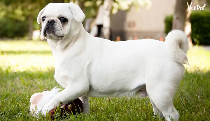 Các Giống Chó Lông Trắng Các Giống Chó Lông Trắng