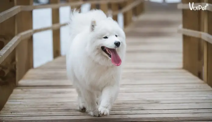 Cho-samoyed-cuoi Cho-samoyed-cuoi