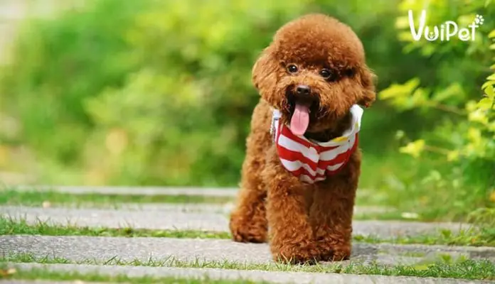 Chi Tiết Các Loại Chó Poodle Chi Tiết Các Loại Chó Poodle
