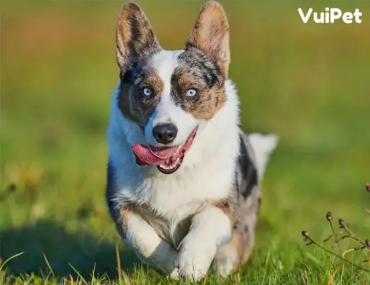 Cardigan-corgi-1-vuipet Cardigan-corgi-1-vuipet