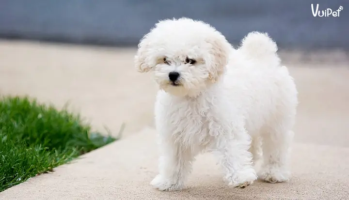 Các Giống Chó Lông Trắng Các Giống Chó Lông Trắng