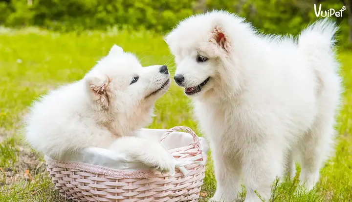 Các Giống Chó Lông Trắng Các Giống Chó Lông Trắng