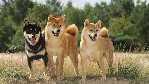 Chó Shiba