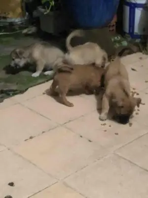 Chó Nhật Lùn Lai