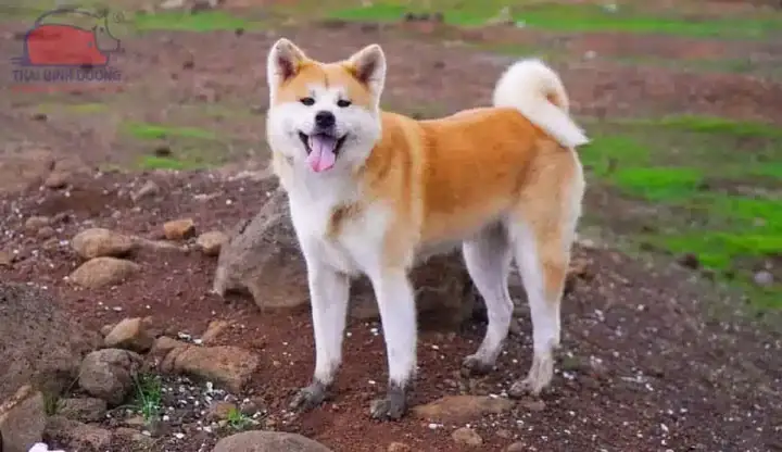 Akita