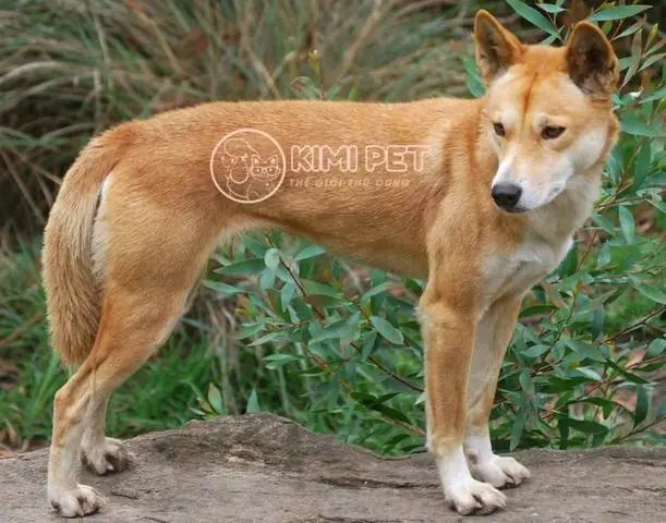 Các Giống Chó Tai Dựng: Khám Phá Thế Giới Những Chú Chó Thông Minh Và Cảnh Giới