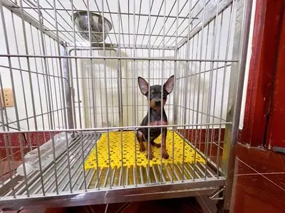 Fox Hươu Đực Đỏ Đen