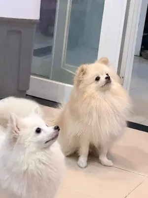 Chó Phốc Sóc Trắng Đen Đã Chích Ngừa