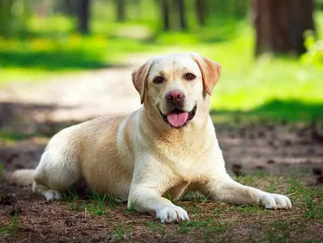 Chó Labrador Retriever Có Nguồn Gốc Từ Canada