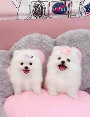 Chó Phốc Sóc Thuần Chủng