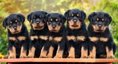Chó Rottweiler 2 Tháng Thuần Chủng