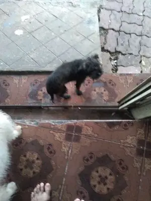 Chó Nhật Đen 2 Tháng Tuổi