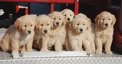 Chó Golden Vàng Óng Ánh 2 Tháng Tuổi