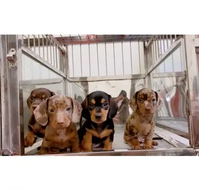 Lạp Xưởng Loang Socola