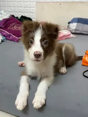 Chó Collie Trắng Nâu 4 Tháng