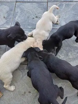 Chính Chủ Bán Chó Labrado 2 Tháng Tuổi Siêu Cute