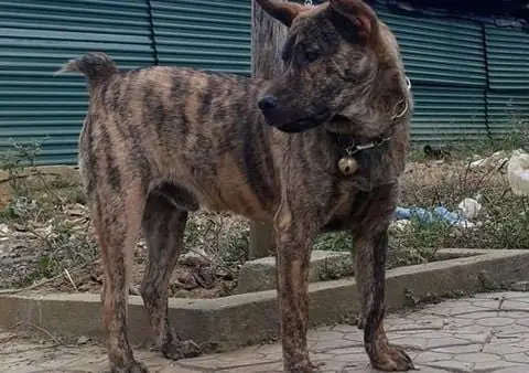 Giống Chó Địa Phương: