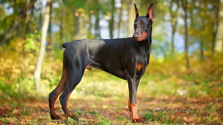 3chó Doberman - Chó Canh Gác