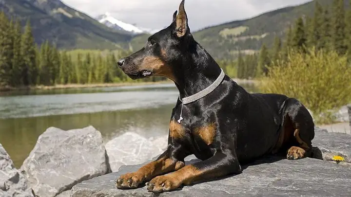 3chó Doberman - Chó Canh Gác