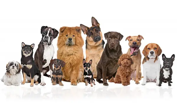 Các Loại Chó Cảnh Lông Xù: Đặc Điểm, Cách Chăm Sóc Và Nơi Nuôi Dưỡng Lý Tưởng