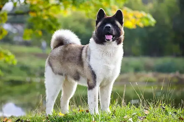 Chó Akita Chó Akita