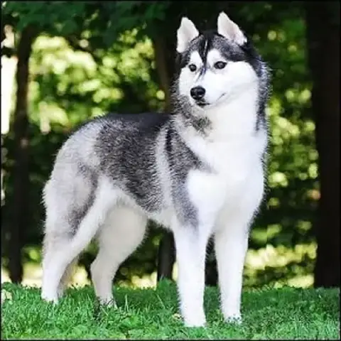 Chó Husky