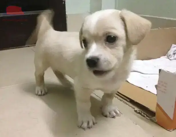 Đặc Điểm Chung Của Chó Lai Ở Việt Nam