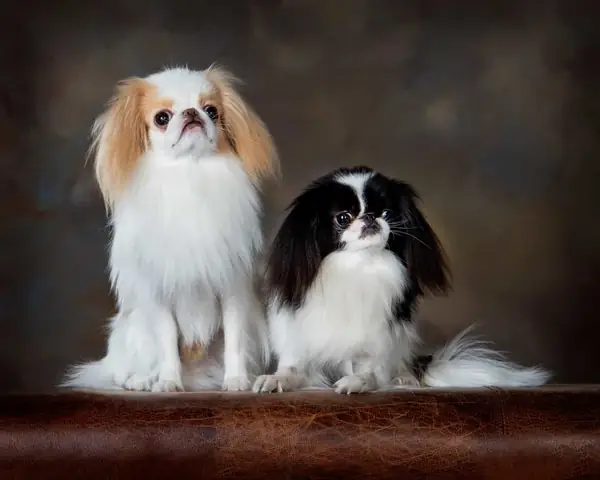 Chó Nhật Lông Xù Sang Chảnh Chó Nhật Lông Xù Sang Chảnh