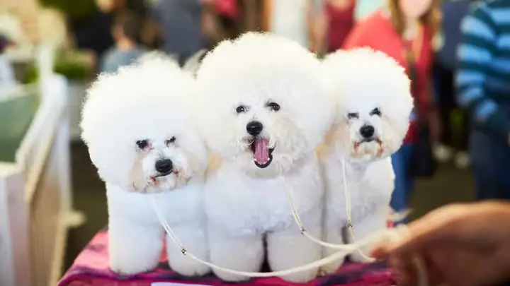 Mua Chó Lông Xù Ở Đâu? Mua Chó Lông Xù Ở Đâu?