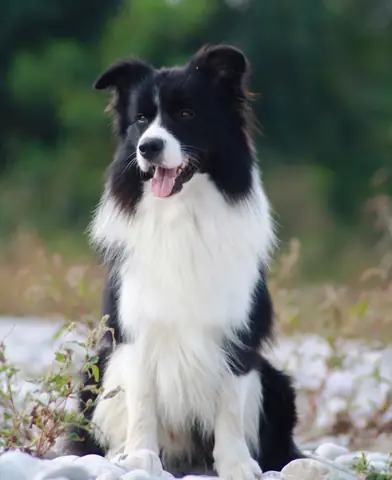 Chó Lông Xù Dễ Thương Border Collie Chó Lông Xù Dễ Thương Border Collie