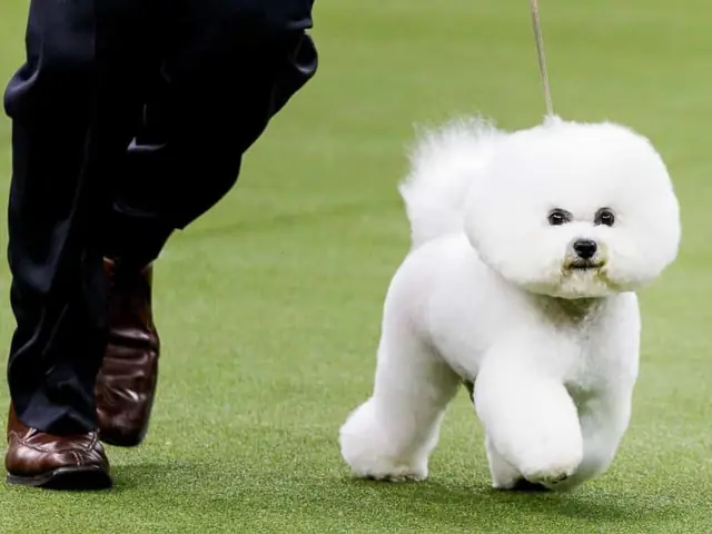 Chó Lông Xù Trắng Nhỏ Bichon Chó Lông Xù Trắng Nhỏ Bichon