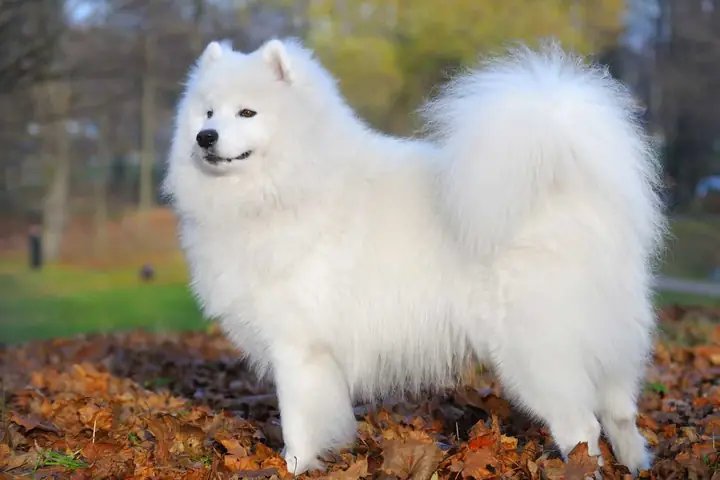 Chó Lông Xù Trắng Samoyed Chó Lông Xù Trắng Samoyed
