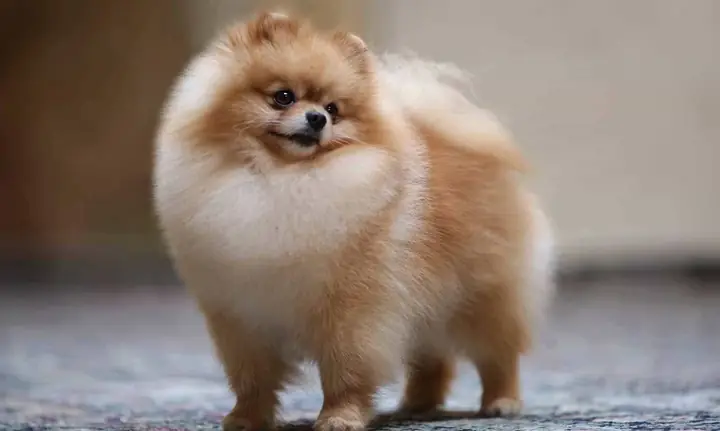 Chó Phốc Lông Xù Pomeranian Chó Phốc Lông Xù Pomeranian