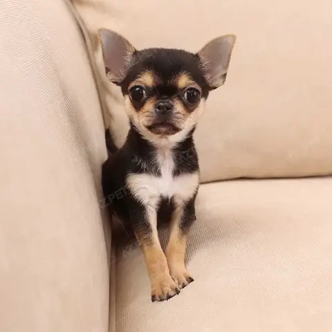 Các Loại Chó Nên Nuôi