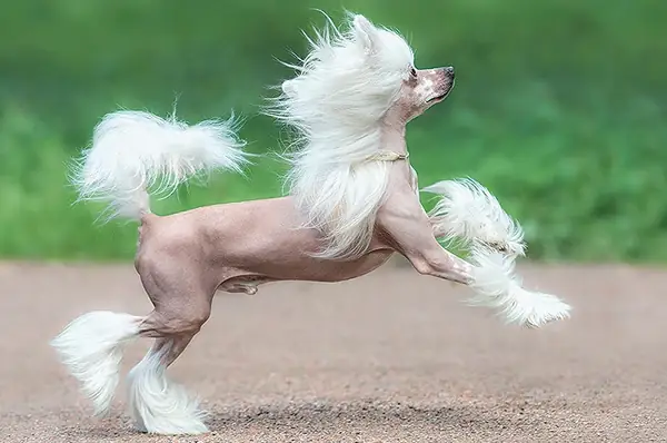 Chó Chinese Crested