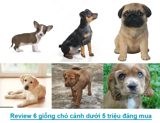 Khám Phá Các Loại Chó Phổ Biến Nhất Thế Giới
