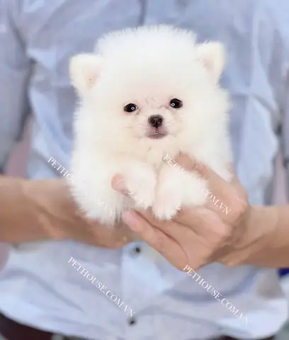 Các Lỗi Không Phù Hợp Với Tiêu Chuẩn Chó Phốc Sóc Thuần Chủng