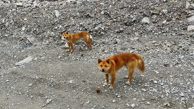 Tại Sao Một Loài Chó Lại Trở Nên Quý Hiếm?
