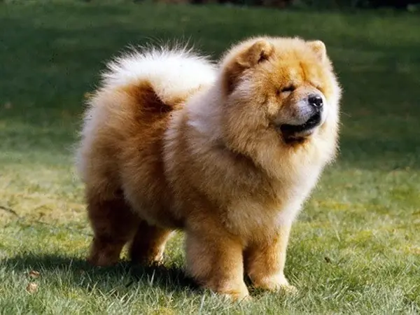 Các Loài Chó Quý Hiếm