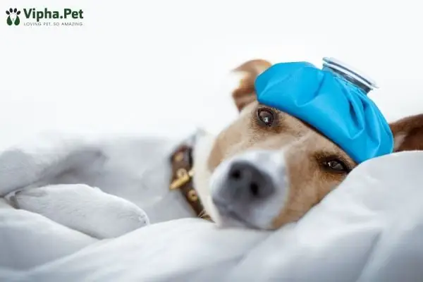 Bệnh Ký Sinh Trùng Máu Là Gì?